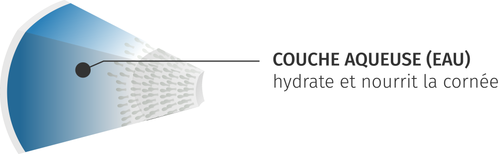 couches menisque lacrymal