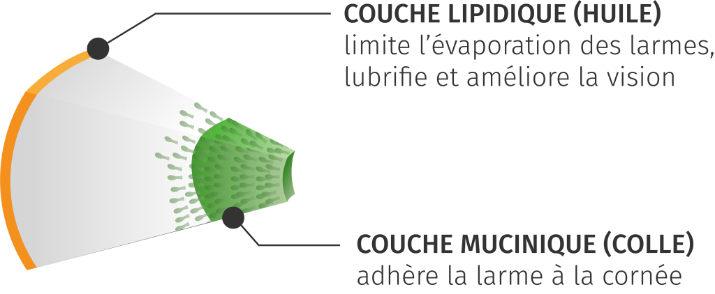 couches nibut