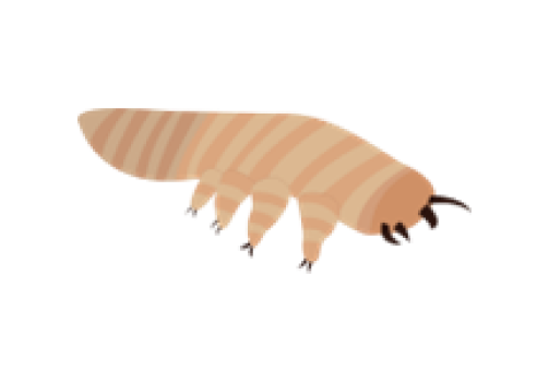 demodex